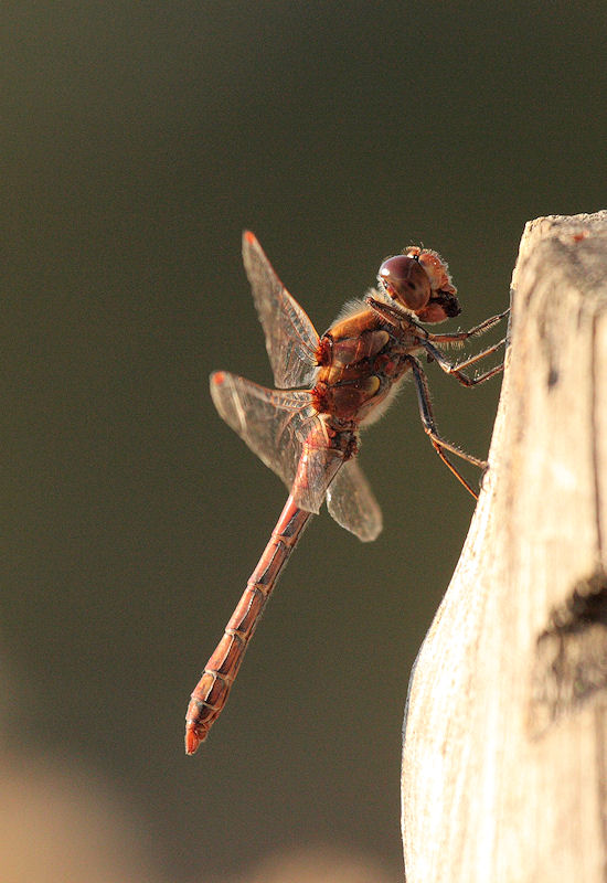 Sympetrum striolatum maschio